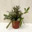 Rhipsalis Red Coral