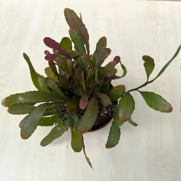 Rhipsalis Red Coral