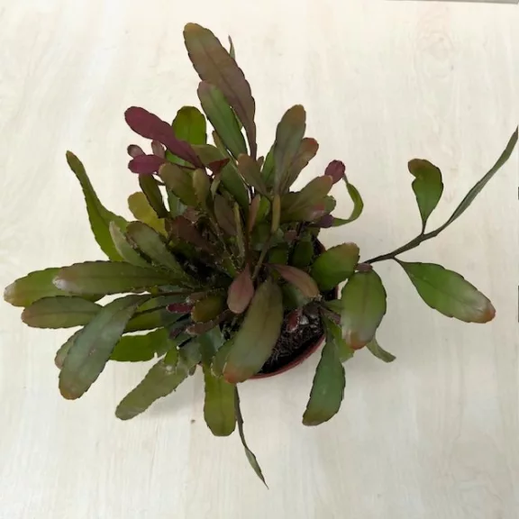 Rhipsalis Red Coral