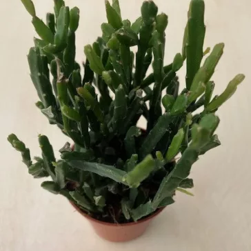 Rhipsalis trigona