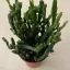 Rhipsalis trigona