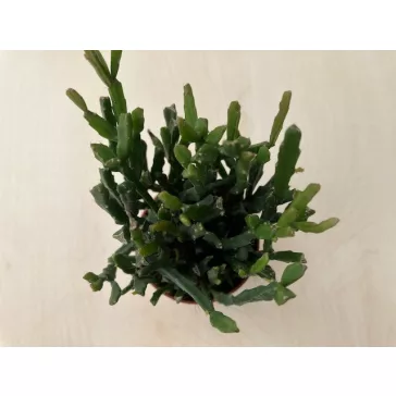 Rhipsalis trigona
