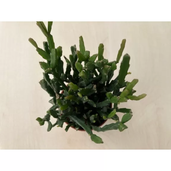 Rhipsalis trigona