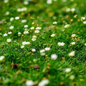 Szálkás zöldhúr - Sagina subulata 11 cm-es cserépben