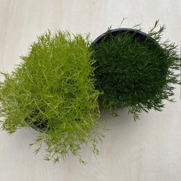 Szálkás zöldhúr - Sagina subulata 11 cm-es cserépben