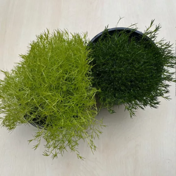 Szálkás zöldhúr - Sagina subulata 11 cm-es cserépben Szálkás zöldhúr - Sagina subulata 11 cm-es cserépben