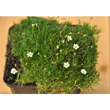 Szálkás zöldhúr - Sagina subulata 11 cm-es cserépben
