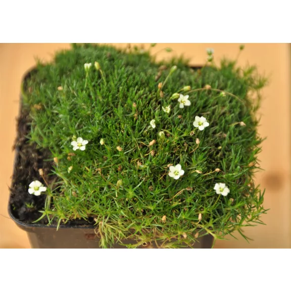 Szálkás zöldhúr - Sagina subulata 11 cm-es cserépben Szálkás zöldhúr - Sagina subulata 11 cm-es cserépben