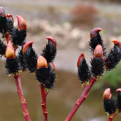 Fekete fűz - Salix gracilistyla Melanostachys