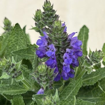Salvia nemorosa - Törpe ligeti zsálya