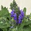 Salvia nemorosa - Törpe ligeti zsálya