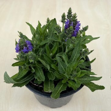 Salvia nemorosa - Törpe ligeti zsálya