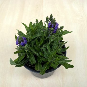Salvia nemorosa - Törpe ligeti zsálya