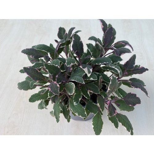 Salvia officinalis 'Tricolor' - Tarka levelű orvosi zsálya