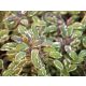 Salvia officinalis 'Tricolor' - Tarka levelű orvosi zsálya