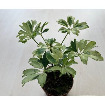 Schefflera arboricola 