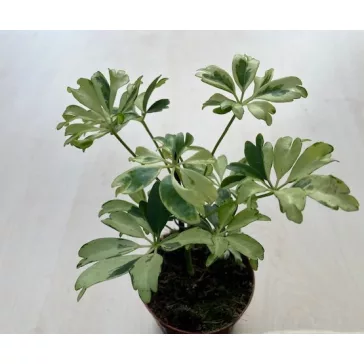Schefflera arboricola 