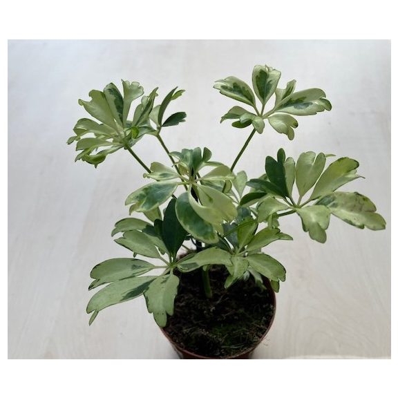 Schefflera arboricola 