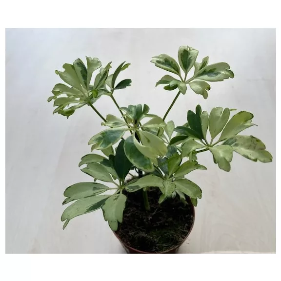 Schefflera arboricola 