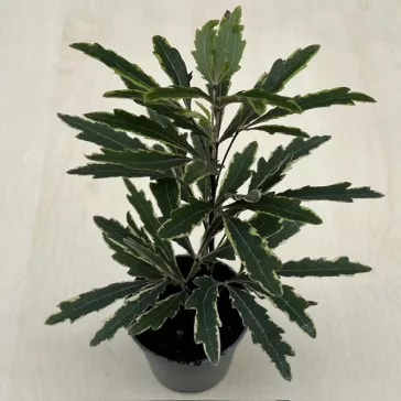   Schefflera elegantissima 'Castor' MINI - tenyérarália