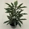 Schefflera elegantissima 'Castor' MINI - tenyérarália