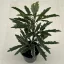 Schefflera elegantissima 'Castor' MINI - tenyérarália
