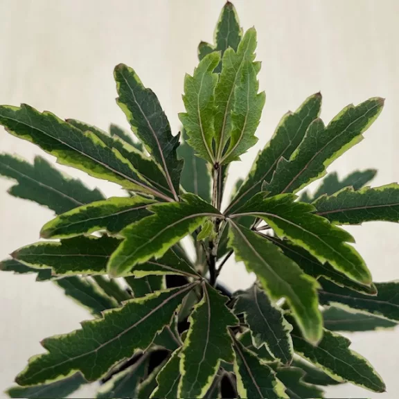 Schefflera elegantissima 'Castor' MINI - tenyérarália