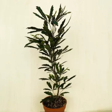 Schefflera elegantissima 'Castor' - tenyérarália