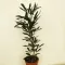 Schefflera elegantissima 'Castor' - tenyérarália