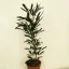 Schefflera elegantissima 'Castor' - tenyérarália