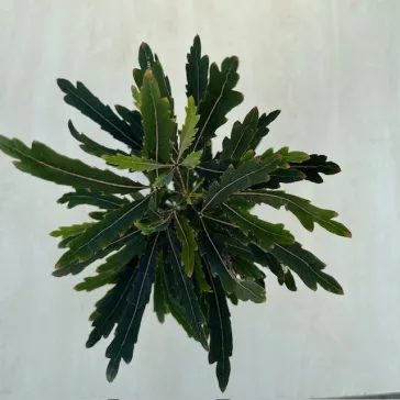 Schefflera elegantissima 'Castor' - tenyérarália