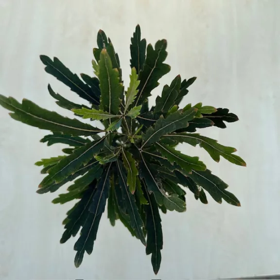Schefflera elegantissima 'Castor' - tenyérarália