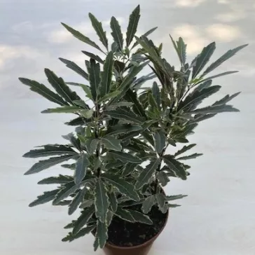 Schefflera elegantissima 'Bianca' - tenyérarália