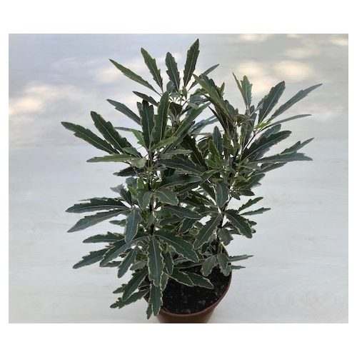 Schefflera elegantissima 'Bianca' - tenyérarália