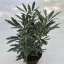 Schefflera elegantissima 'Bianca' - tenyérarália