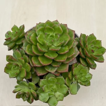 Sedeveria letizia nagyobb
