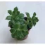 Sedeveria