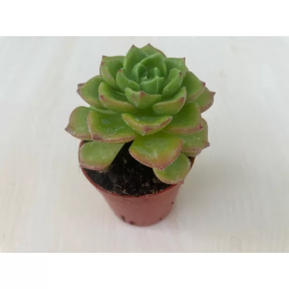 Sedeveria letizia