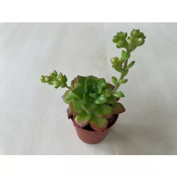 Sedeveria letizia
