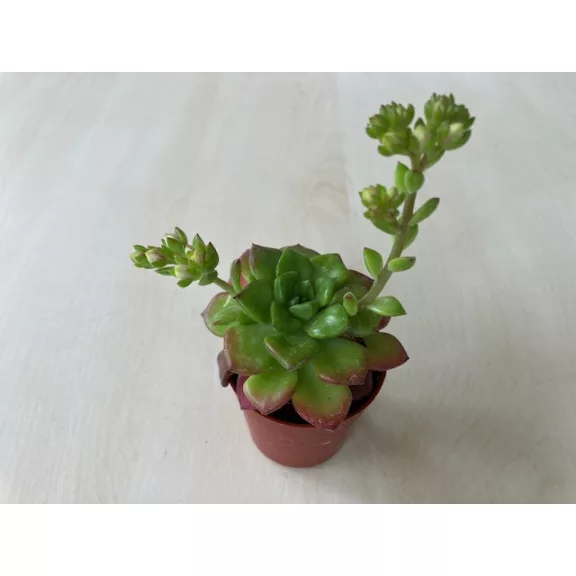 Sedeveria letizia