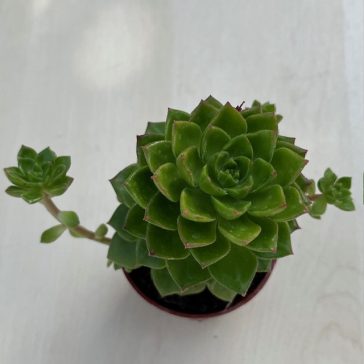Sedeveria