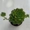 Sedeveria