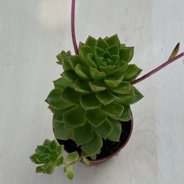 Sedeveria