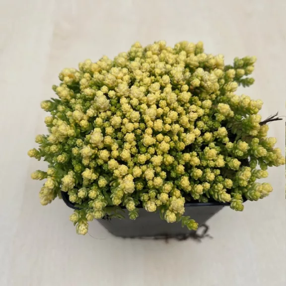 Borsos varjúháj 'Aureum'