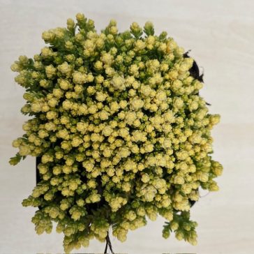 Borsos varjúháj 'Aureum'