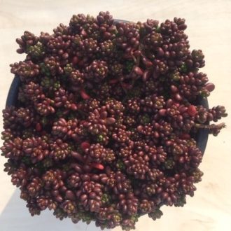 Sedum album 'Murale' - Fehér varjúháj