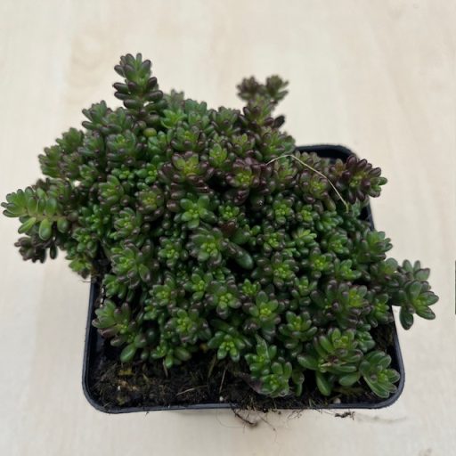 Sedum album 'Murale' - Fehér varjúháj