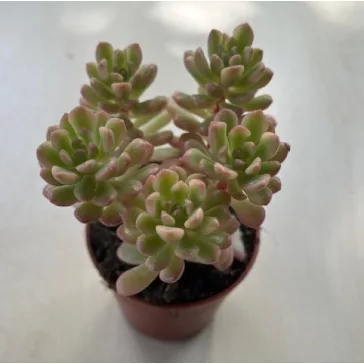 Sedum alice