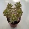 Sedum alice
