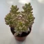 Sedum alice